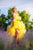 Fall Style Dress, Honeycomb Yellow Tulle Dress, Fall Clothing, High Low Dress, Tulle Tiered Dress With Train,Photoshoot Dress,Princess Dress