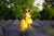 Fall Style Dress, Honeycomb Yellow Tulle Dress, Fall Clothing, High Low Dress, Tulle Tiered Dress With Train,Photoshoot Dress,Princess Dress