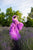 Lavender Frilled Maternity Robe, Photoshoot Robe, Ruffle Tulle Robe, Bridal Fluffy Robe, Pregnancy Photography, Purple Flying Dress,Negligee