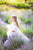 Girl White Dress, Birthday Party Dress, Flower Girl Dress, Photoshoot Dress, Puff Sleeves Dress, Girl Formal Dress, Elegant Dress, Sheer