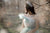 Sage Green Formal Dress, Women Tulle Dress, Photoshoot Dress, Boho Wedding Dress, Engagement Dress, Beach Wedding Dress, One Shoulder Dress